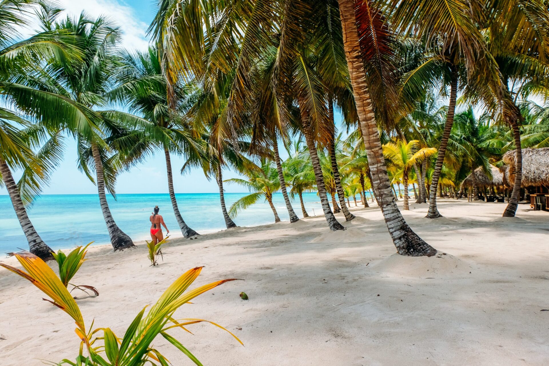 caribbean-beach-with-palm-trees-2022-11-16-19-05-41-utc